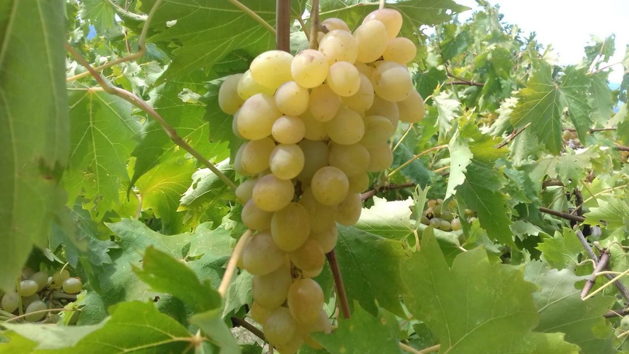 Villa Marija Podgora Dış mekan fotoğraf