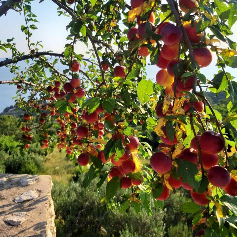 Villa Marija Podgora Dış mekan fotoğraf