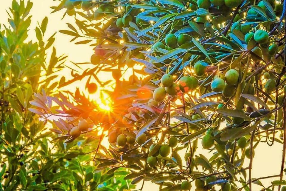 Villa Marija Podgora Dış mekan fotoğraf